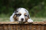 BERGER AUSTRALIEN PUPPIES 360